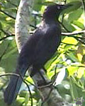 bird