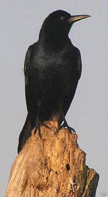 bird
