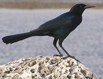 bird