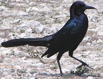 bird