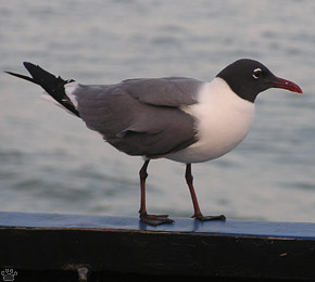 bird