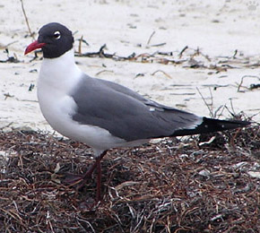 bird
