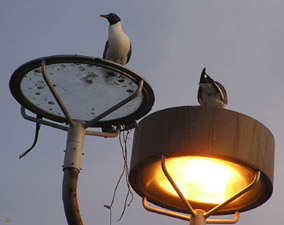 bird