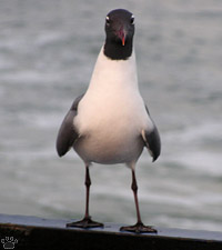 bird