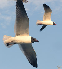 bird
