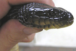 snake