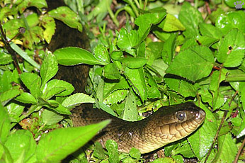 snake