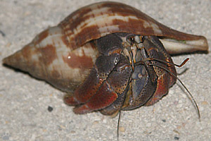 crab