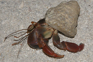 crab