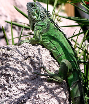 lizard