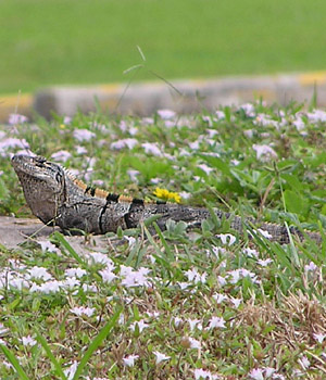 lizard