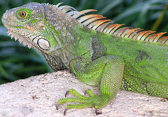 lizard