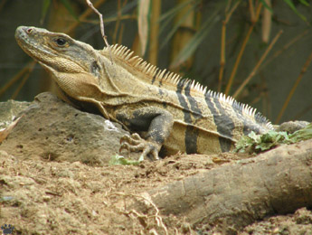 lizard