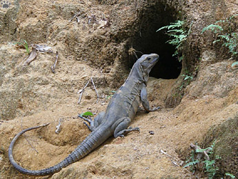 lizard