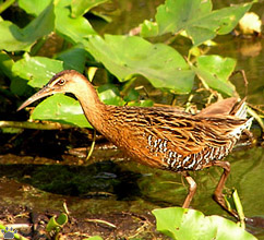 bird