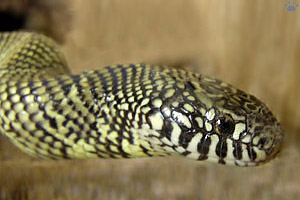 snake