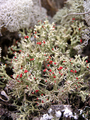 lichens