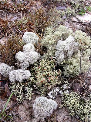 lichens