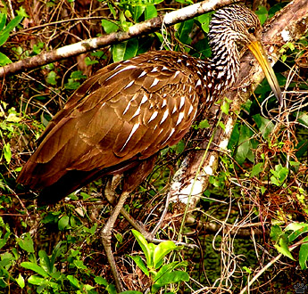 bird