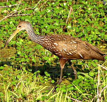 bird