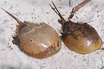 crab