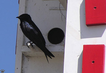 bird