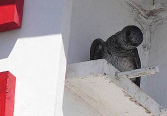 bird