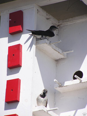 bird