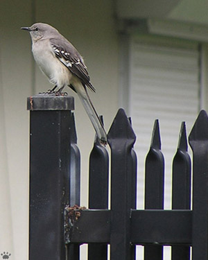 bird