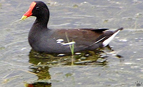 bird