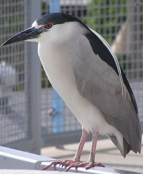bird