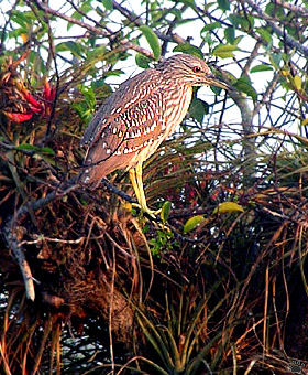bird