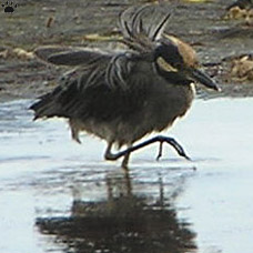 bird