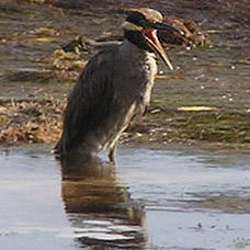 bird