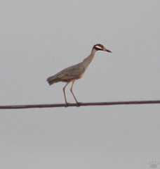 bird