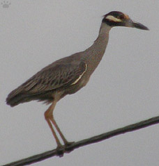 bird