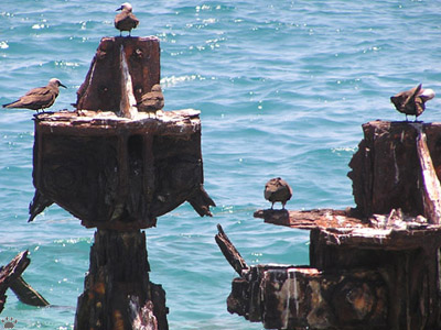 birds