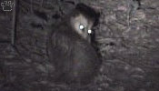 opossum