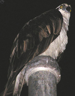bird