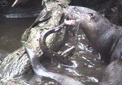 otter