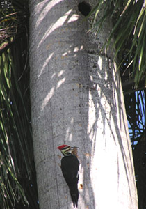 bird