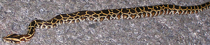 snake
