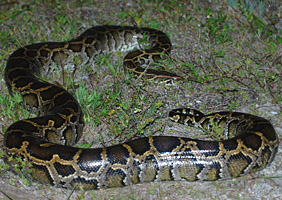 snake