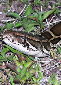 snake