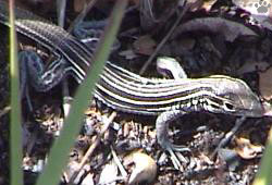lizard