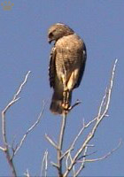 bird