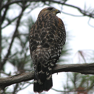 bird