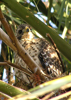 bird