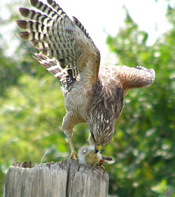 bird