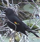 bird